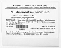Hysteronaevia olivacea image